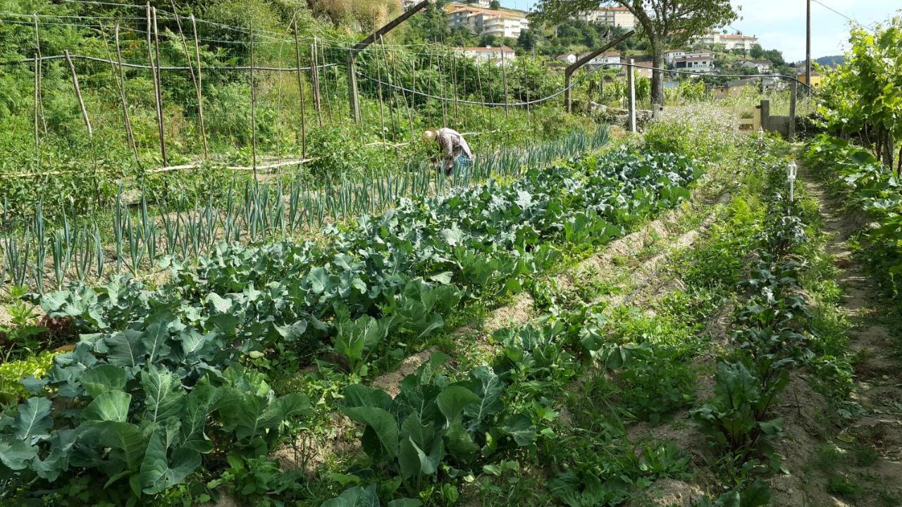 Verde Agua Agroturismo E Agricultura Biologica Couto Exterior photo